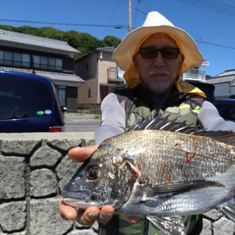 マダイは釣れてませんでしたがチヌは釣れていました