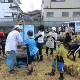 もち米の収穫