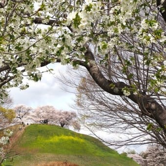 お待たせ今年の桜➂さきたま古墳・さくら堤