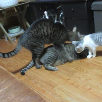 猫と9月のおわりに