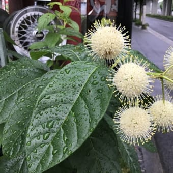 満開花火　その2