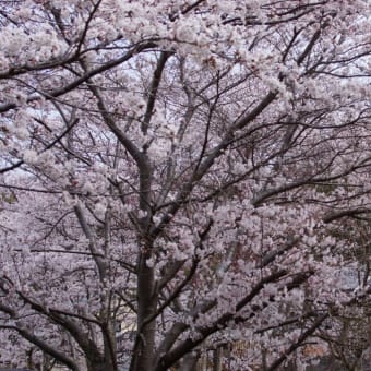 🌸桜🌸　満開に成り？？