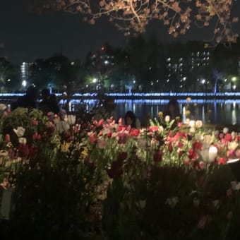 夜食中私は夜花鑑賞