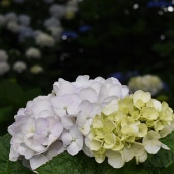権現堂公園の紫陽花