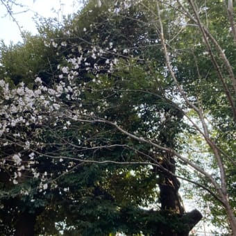 東京の桜がやっと咲き始めました