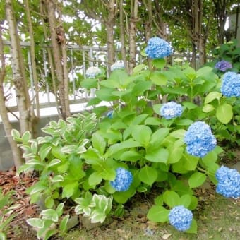 梅雨のあとさき・・・