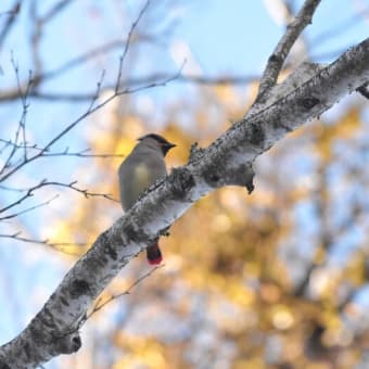 野鳥シリーズ　１