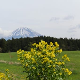 朝霧高原で花散歩♪