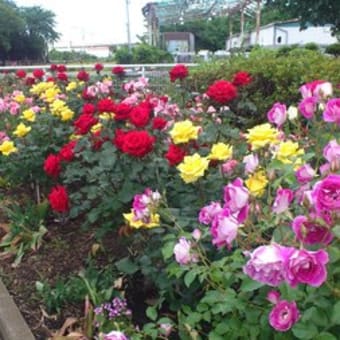 下飯田駅の薔薇
