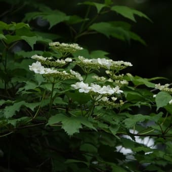 新緑の白い花 ～赤城自然園より～