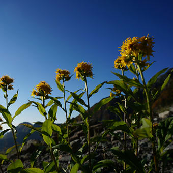 槍ヶ岳の花