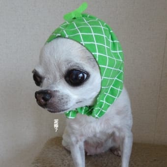 ちわフルーツちゃん。