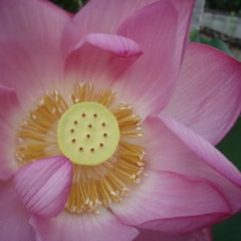 開花