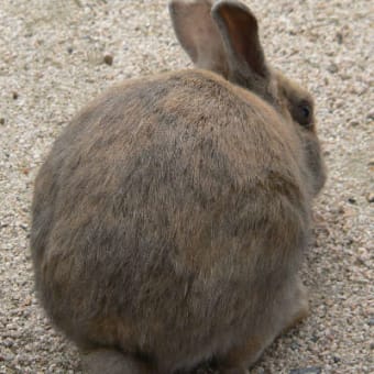 うさぎと握手・毒ガス貯蔵庫跡