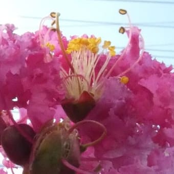 夏真っ盛りの期間、サルスベリが咲き続けています