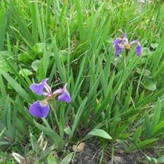 栂池高原、白馬岳～蓮華温泉