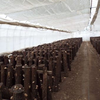 きのこ原木栽培の湿度管理には遠心式加湿器を