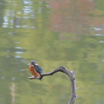 紅葉とカワセミ