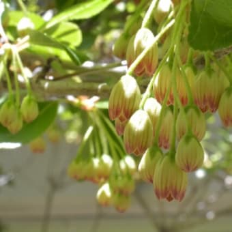 八ヶ岳の花