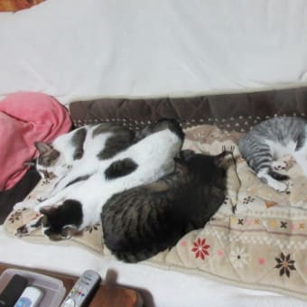 猫と9月のおわりに