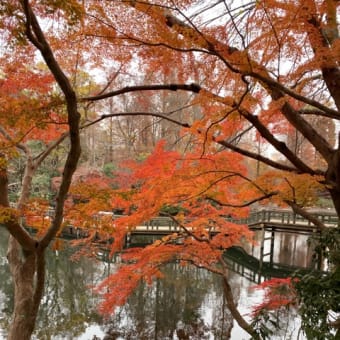 井の頭公園の紅葉【平日遠足】