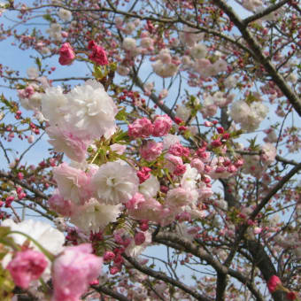 鈴鹿のフラワー公園の里桜