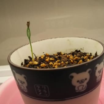 黒松発芽！
