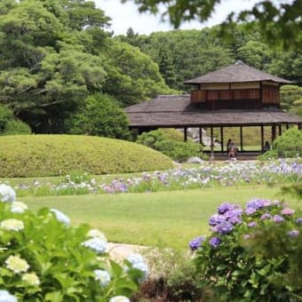 ～＊岡山後楽園（アジサイ・花菖蒲・人面魚？）＊～