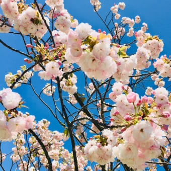 今年の桜