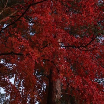 晩秋　千葉市創造の杜（2019/11/30）（１）