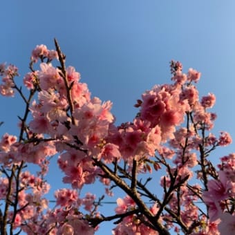 桜が咲いています