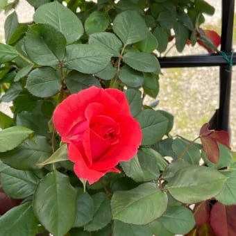 開花第1号
