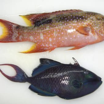 浮き釣り