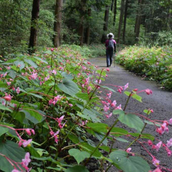 画像一覧 登山 花日記 画像一覧 登山 花日記