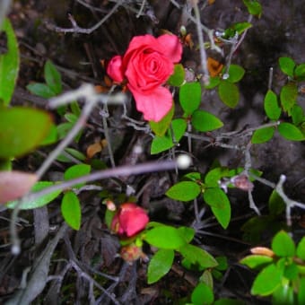 一瞬　！！薔薇の花かと思った　ツツジ（八重）