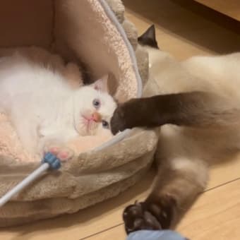 下半身が動かない子猫