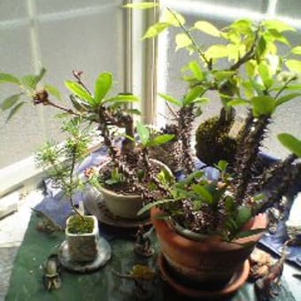 花札屋敷