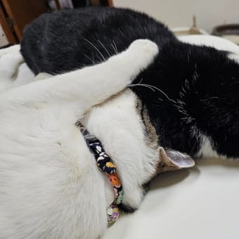 おじちゃん大好き♡みこと君＆キャンドルブッシュは危ない！の巻
