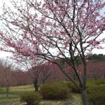 桜が咲き始めました！