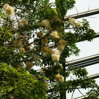 大阪鶴見   咲くやこの花館訪問