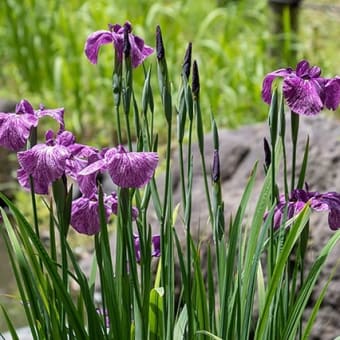 清澄庭園、初夏の彩り。