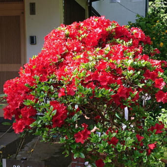 過去一番の花付き