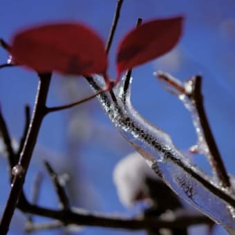 ●我が家の１月の花（4）レッドロビンが凍ってツララが　ミツマタに雪帽子　ロウバイ　カラタチバナ　槇の木　