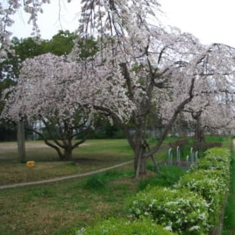 徒歩圏内の桜・起承転結①