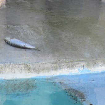 平成29年も動物たちに恵方巻き！