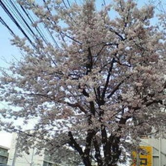 桜が満開