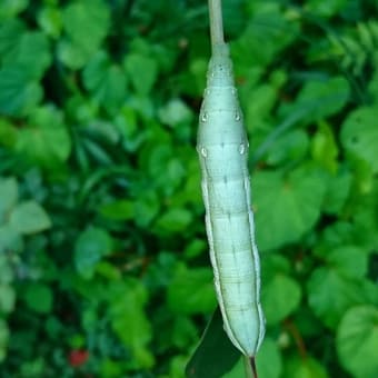 今日の草むしり