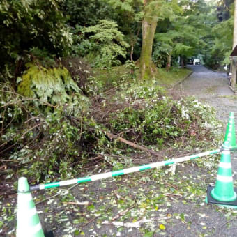 岩国　お城山の謎登山道から下る