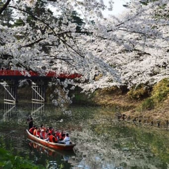 桜満開の弘前公園&津軽鉄道