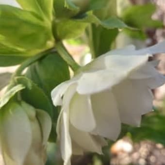 梅の花が咲き進んでいます！そして今日のキジバト